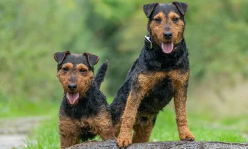 Lakeland Terrier