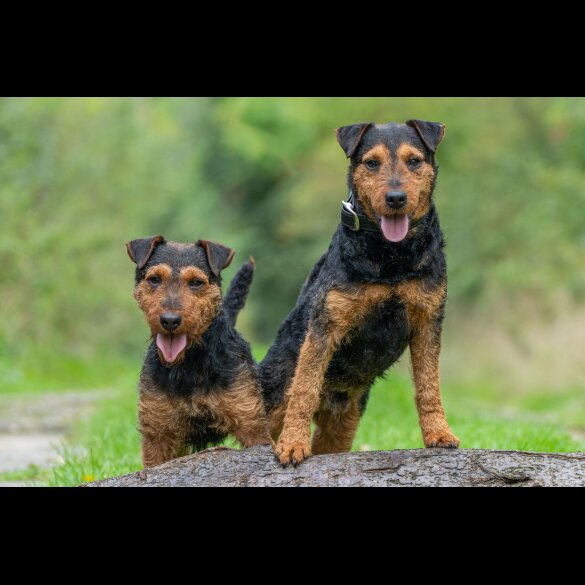 Lakeland Terrier