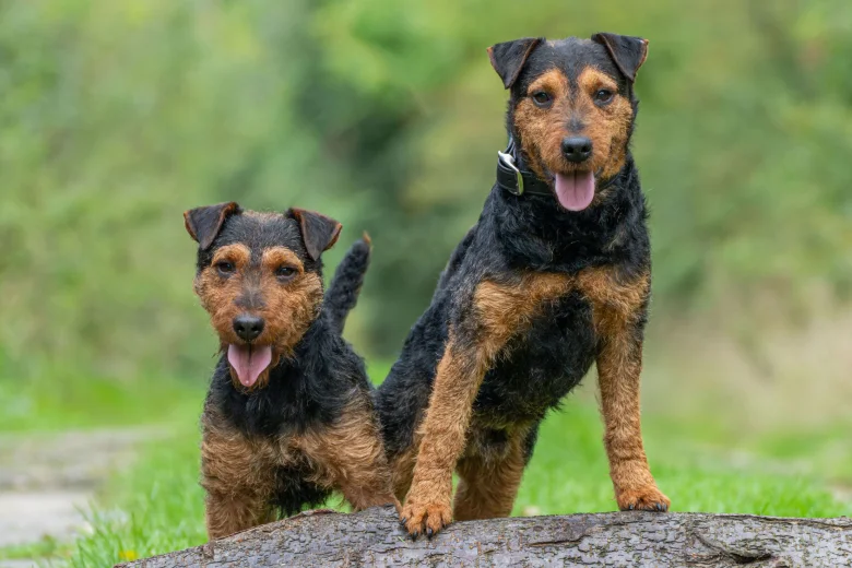 Lakeland Terrier