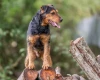Lakeland Terrier
