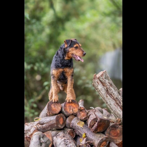 Lakeland Terrier