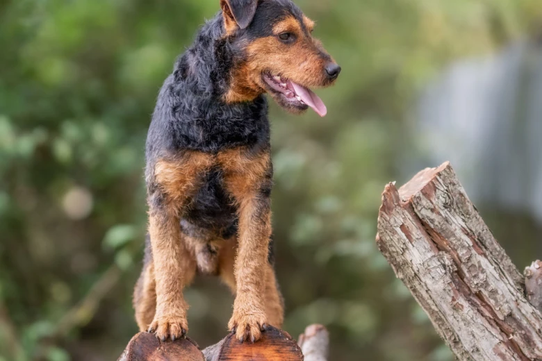 Lakeland Terrier