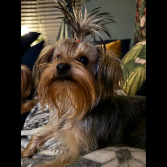 Yorkshire Terrier - Dogs