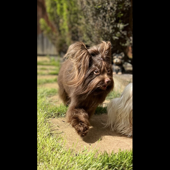 Yorkshire Terrier