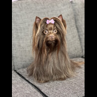 Yorkshire Terrier