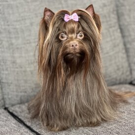 Yorkshire Terrier