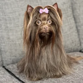 Yorkshire Terrier