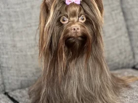 Yorkshire Terrier