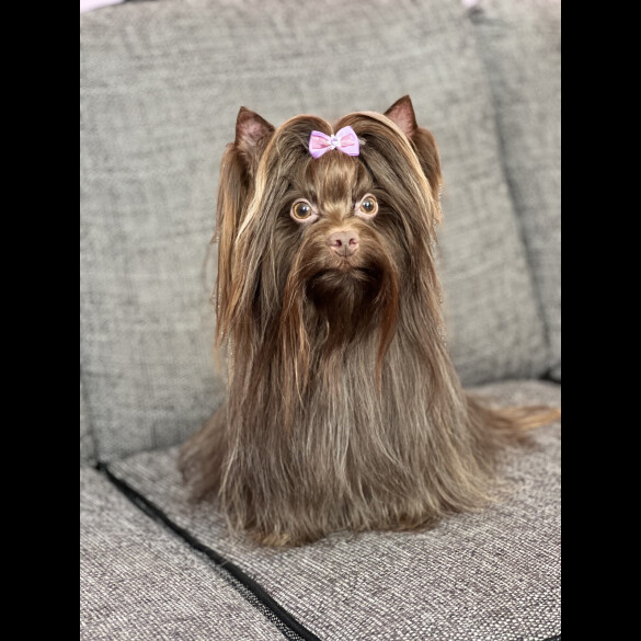 Yorkshire Terrier