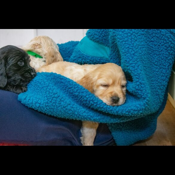 Sprocker Spaniel - Both