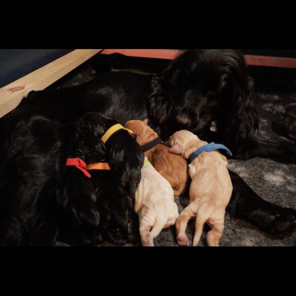 Sprocker Spaniel - Both