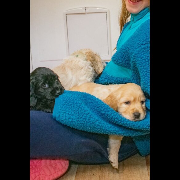 Sprocker Spaniel - Both
