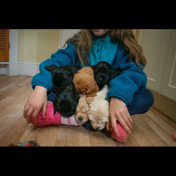 Sprocker Spaniel - Both