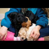 Sprocker Spaniel - Both
