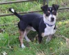 Jack Russell