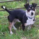 Jack Russell