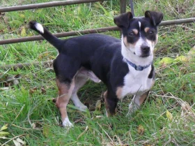 Jack Russell
