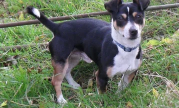 Jack Russell