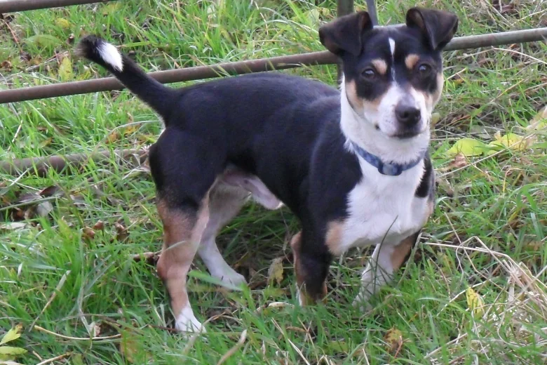 Jack Russell