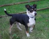Jack Russell