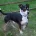 Jack Russell