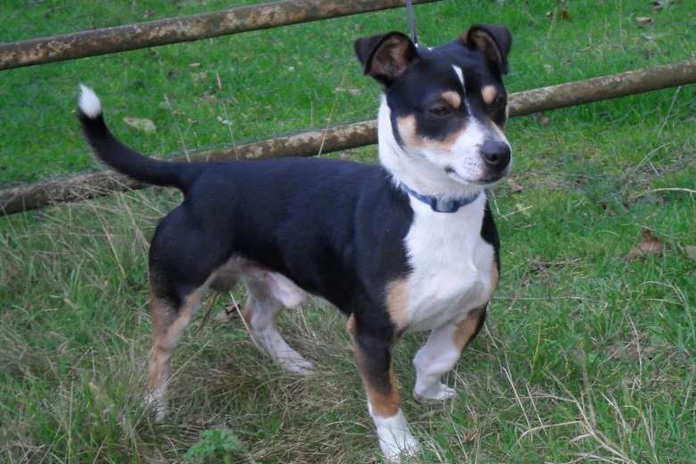 Jack Russell