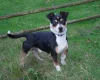 Jack Russell