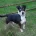 Jack Russell