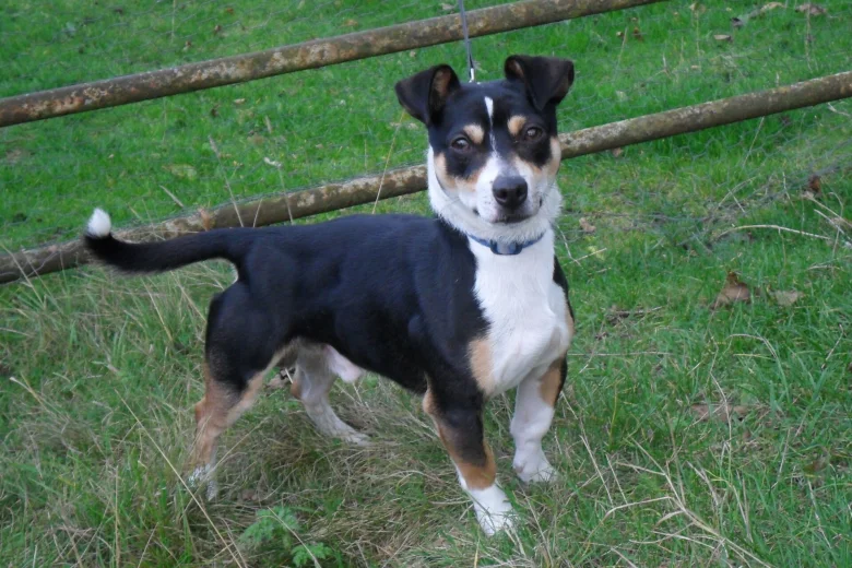 Jack Russell