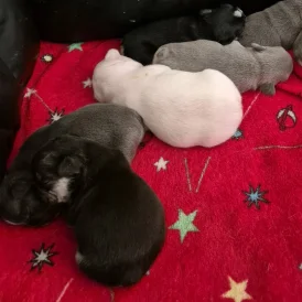French Bulldog - Both