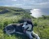 Siberian Husky
