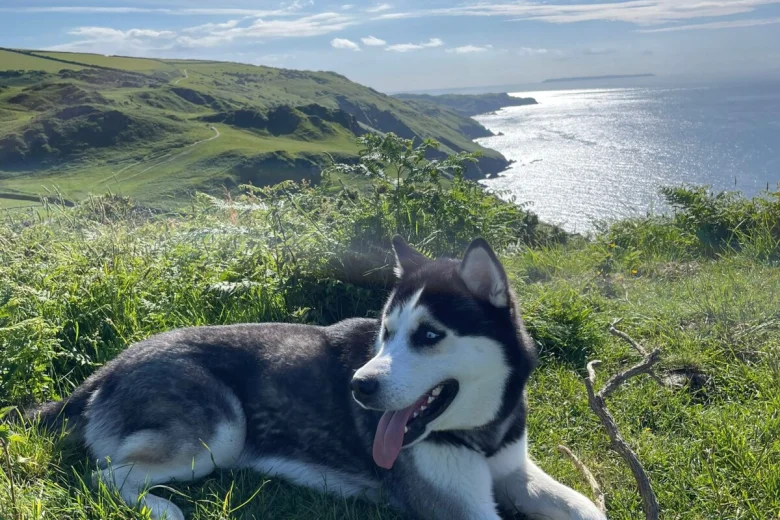 Siberian Husky
