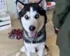 Siberian Husky