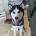 Siberian Husky