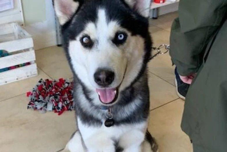 Siberian Husky