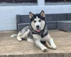 Siberian Husky