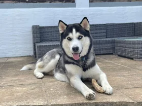 Siberian Husky