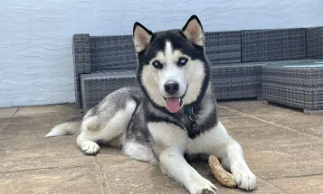 Siberian Husky