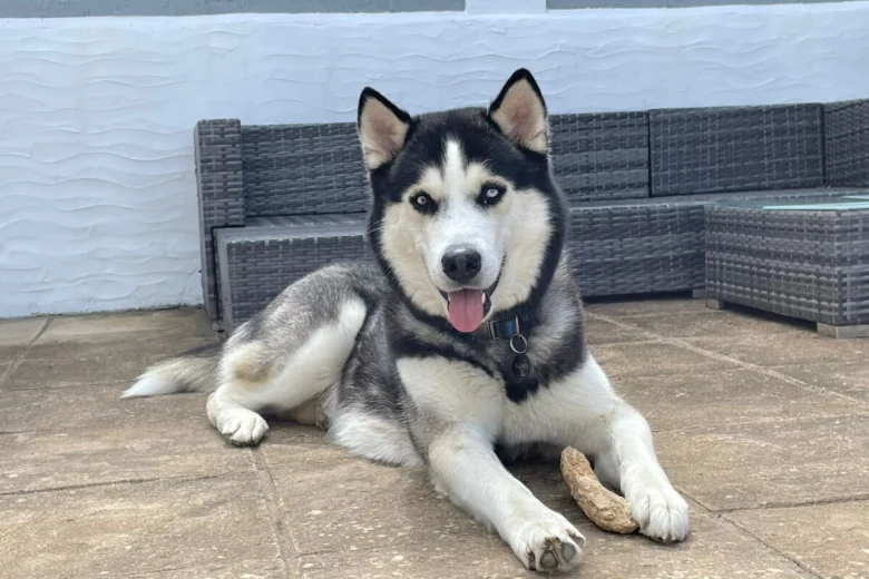 Siberian Husky