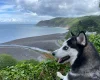 Siberian Husky