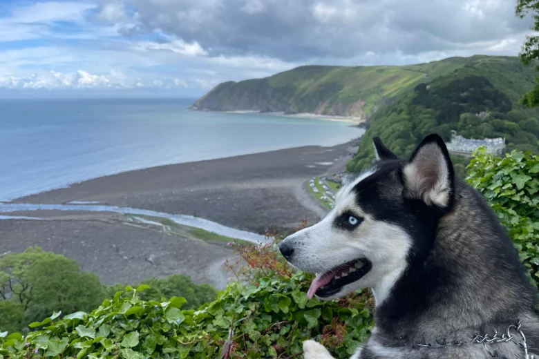 Siberian Husky