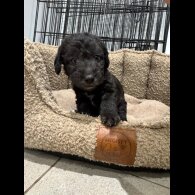 Bedlington Terrier - Bitches