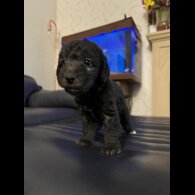 Bedlington Terrier - Bitches
