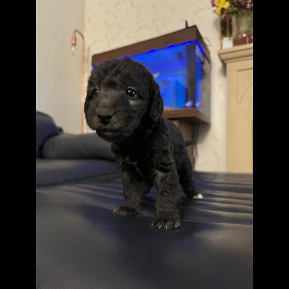 Bedlington Terrier - Bitches