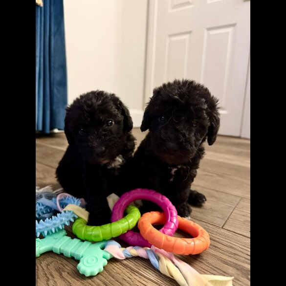 Bedlington Terrier - Bitches