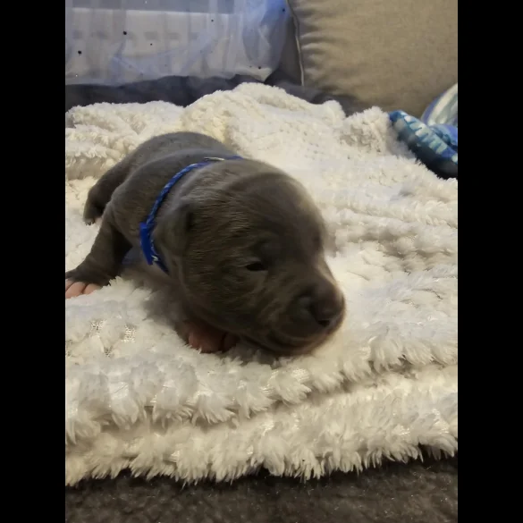 Staffordshire Bull Terrier - Both