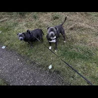 Staffordshire Bull Terrier - Both