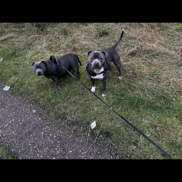 Staffordshire Bull Terrier - Both
