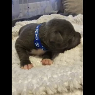Staffordshire Bull Terrier - Both