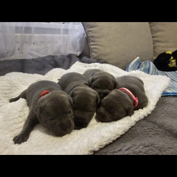 Staffordshire Bull Terrier - Both